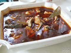 靑波鱼（每斤60元）-胖大姐黄辣丁鱼庄(新津店)