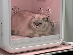 -爱洗澡的猫(天河路店)