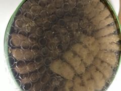 四味小盒-珍妮曲奇聪明小熊(尖沙咀店)