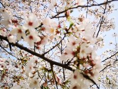 -高东镇樱花园