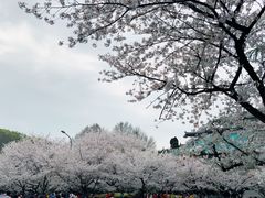 -武汉大学-樱园