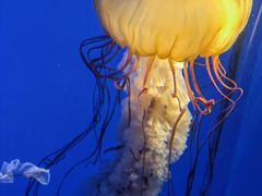 -太平洋海底世界