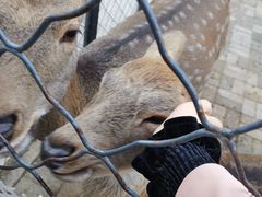 -长白岛森林公园