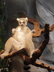 -Zoolung Zoolung动物主题公园(海信广场店)