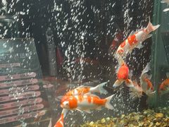 -浩运海鲜·16年专注青岛菜(石老人店)