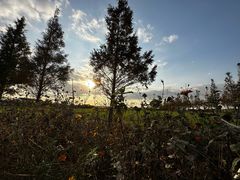 -莲花岛景区