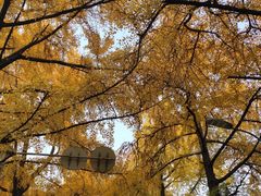 -四川大学(华西校区)