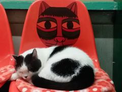 -猫咪博物馆(顶澳仔猫街店)