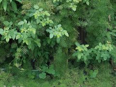 -杭州西湖风景名胜区-满觉陇四眼井