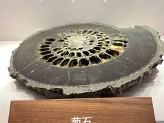 -上海自然博物馆