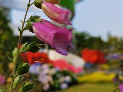 -深圳仙湖植物园