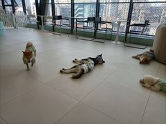 -怪兽屋·羊驼·猫咖·狗咖(俊华广场店)