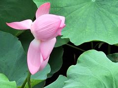 -羊亭河湿地公园