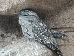 -新加坡飞禽公园