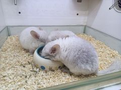 -宝鸡东道花鸟鱼虫市场(吉利花园商场店)
