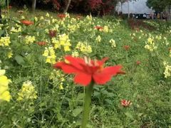-观澜湖生态运动公社