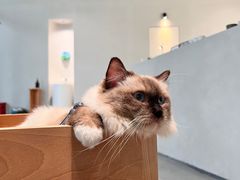 -创凡宠物医院·骨专科  猫科中心(西乡分院)