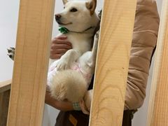 -柴迷FANS CLUB·柴犬狗咖·猫咖