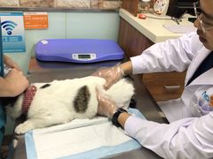 -纳吉亚猫专科动物医院博雅分院