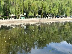 -莲花池公园