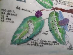 -上海昆虫博物馆