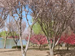 -石家庄市植物园