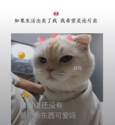 -黛蓝形象定制
