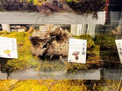 -滇野云南野生菌餐厅(陕西南路店)