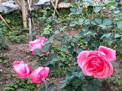 -东莞植物园