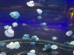 -芜湖新华联大白鲸海洋公园