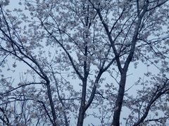 -天王浮山樱花园