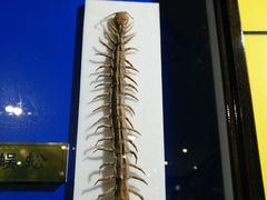 -上海昆虫博物馆