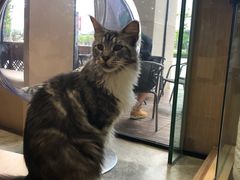 -瞄一喵猫咖(格力海岸店)