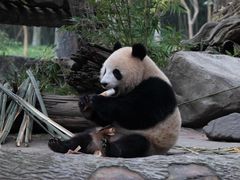 -都江堰中华大熊猫苑