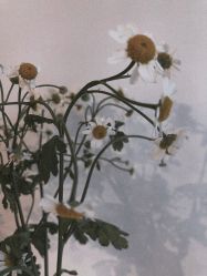 -净漪造型 PURE RIPPLE