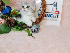 -十年猫舍·猫咪专门店(普陀店)