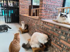 -豆逗聊愈猫阁Easy Life
