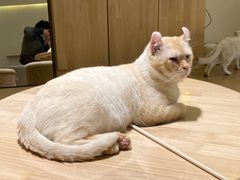 -猫腻·猫咖·撸猫馆(星光大道店)