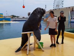 -秦皇岛乐岛海洋王国