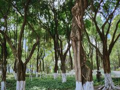 -重庆市江北嘴中央商务区中央公园