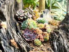 -深圳仙湖植物园