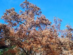 -香山公园