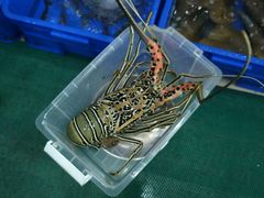 -QQ海鲜餐厅