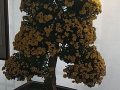 -莲湖公园