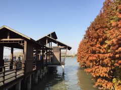 -溱湖国家湿地公园