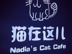 -猫在这儿猫咪咖啡馆·撸猫馆