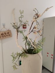 -宝迪之星医疗美容诊所
