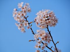 -顾村公园