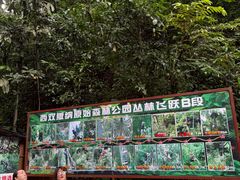 -西双版纳原始森林公园