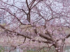 -桃花堤公园